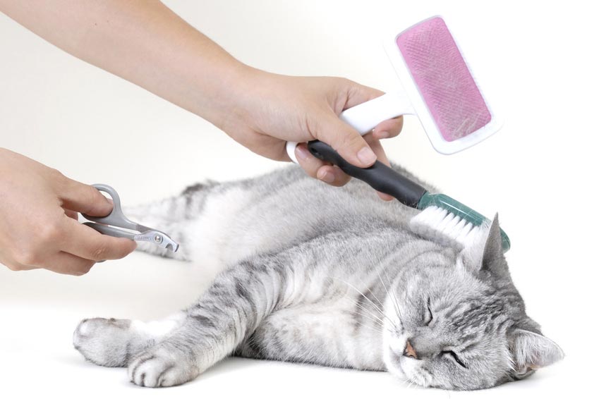 как избавиться от запаха кошки в доме