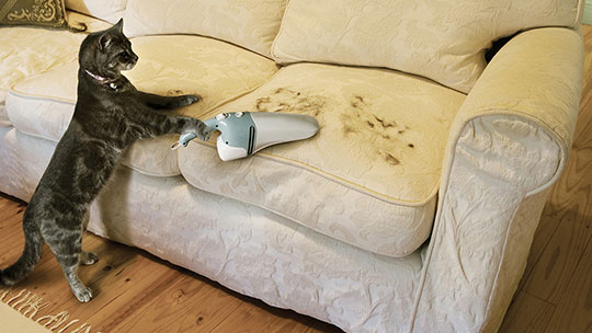 как очистить диван от шерсти