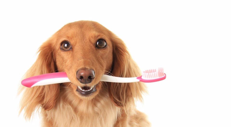 Простые способы избавиться от запаха собаки в квартире надолго